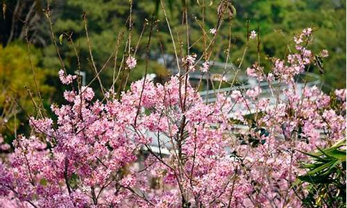 狐尾山公园樱花谷在哪里_狐尾山公园樱花谷