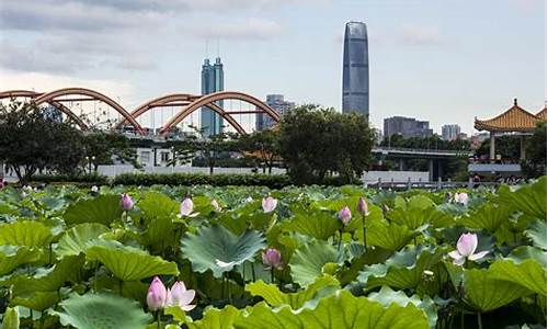 花叶香烟价格表,木棉洪湖公园