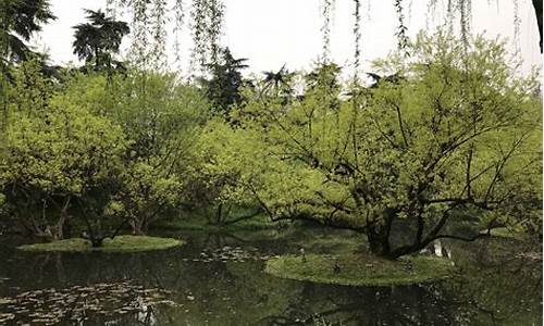 西湖的柳浪闻莺,西湖柳浪闻莺景点点评评语