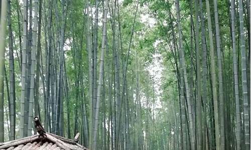 蜀南竹海旅游攻略一日游攻线路图,蜀南竹海旅游攻略自驾路线