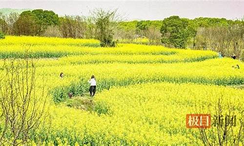 武汉森林公园油菜花,武汉市油菜花海