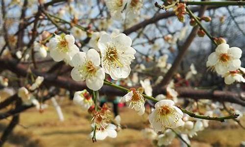 萝岗香雪公园梅花花期_萝岗香雪公园门票价格?