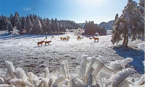 重庆武隆旅游攻略看雪-重庆武隆有雪山吗