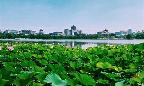 厦门莲花公园在哪-厦门莲花花园在哪里