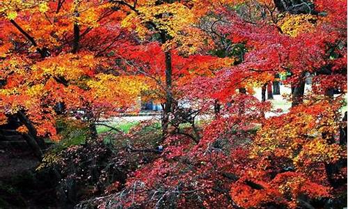 十一月日本旅游攻略-十一月份日本哪里最美