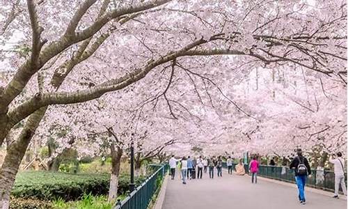 中山公园樱花几月开,青岛中山公园樱花几月开